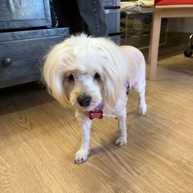 A senior small-sized female White / Cream Maltese dog named Sunglow for adoption in San Francisco, CA
