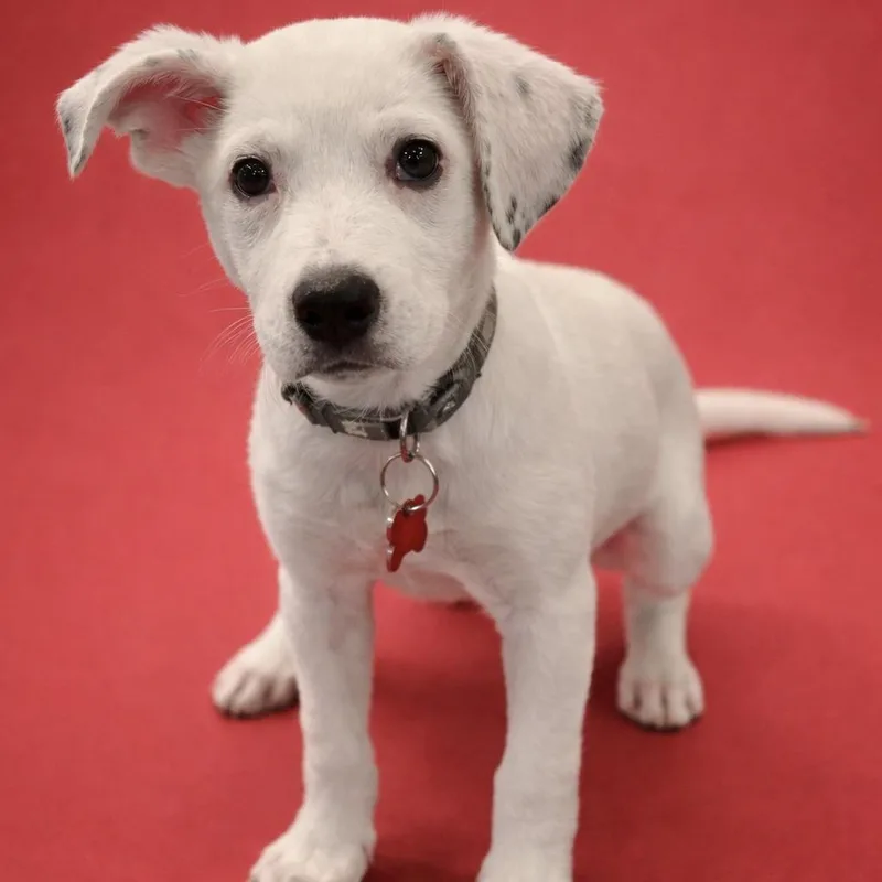 A baby medium-sized female White / Cream Mixed Breed dog named Clover for adoption in Prior Lake, MN