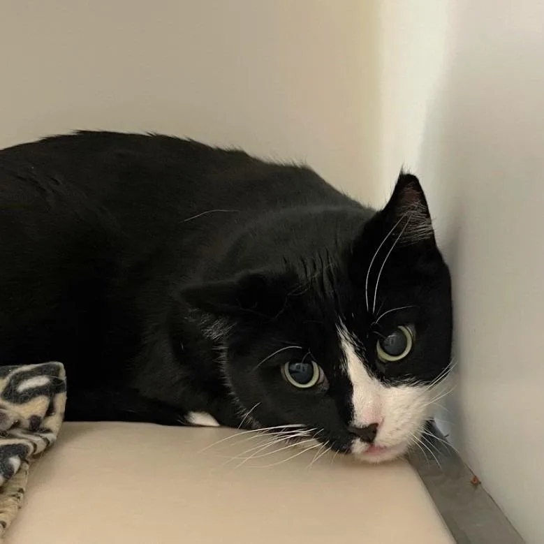 An adult large-sized male Domestic Short Hair cat named Harvey for adoption in Spooner, WI