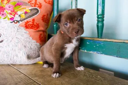 A baby small-sized female Border Collie dog named Rosemary for adoption in San Antonio, TX