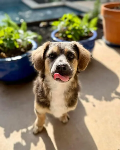A baby small-sized male Tricolor (Brown, Black, & White) Dachshund dog named Chewy for adoption in Vernon, CT