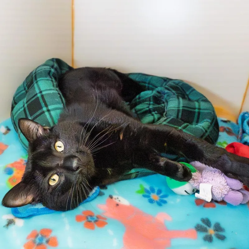 An adult large-sized male Black American Shorthair cat named Prince for adoption in South Elgin, IL