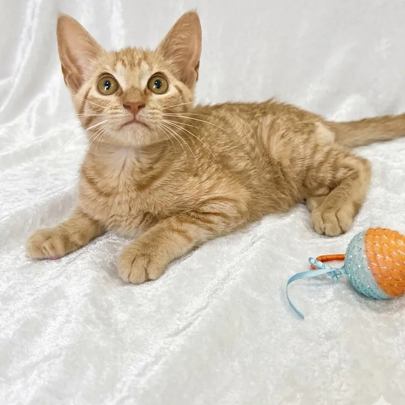 A baby medium-sized male Domestic Short Hair cat named Baxter for adoption in Miami, FL