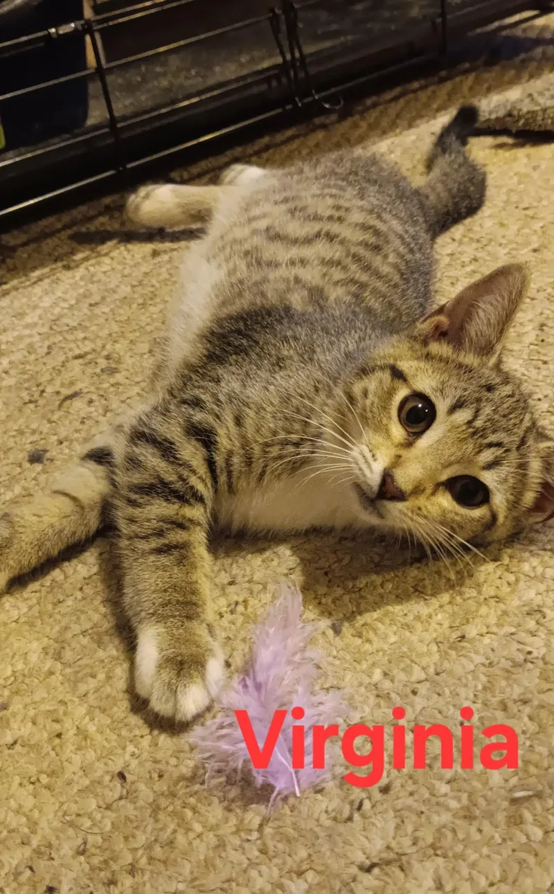A baby medium-sized female Tabby (Brown / Chocolate) Domestic Short Hair cat named Virginia for adoption in Menasha, WI