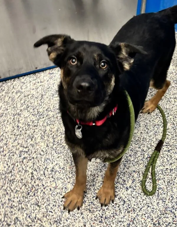 A young medium-sized female German Shepherd Dog dog named Violet for adoption in Golden, CO
