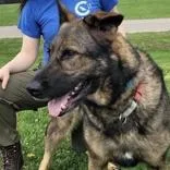 An adult large-sized female Black German Shepherd Dog dog named Kim for adoption in Hilliard, OH