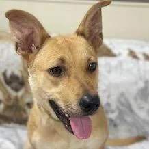 An adult medium-sized female Yellow / Tan / Blond / Fawn Australian Cattle Dog / Blue Heeler dog named Diva for adoption in Donalsonville, GA