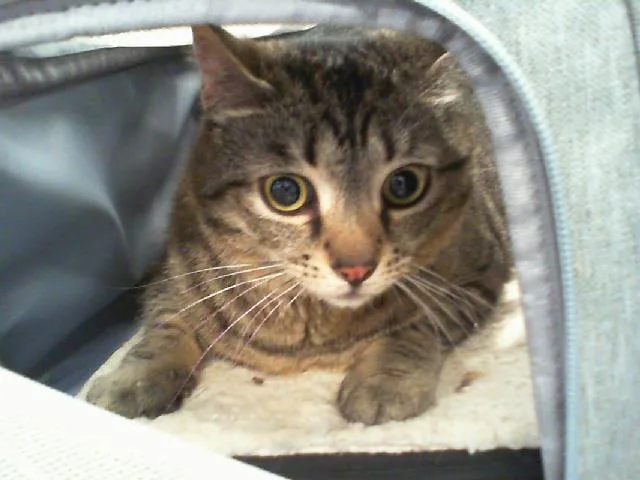 An adult large-sized female Domestic Short Hair cat named Diva for adoption in Charlotte, NC