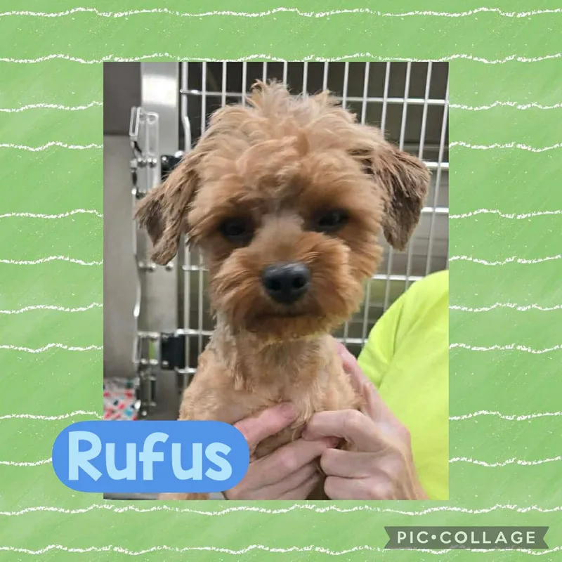 An adult small-sized male Yellow / Tan / Blond / Fawn Yorkshire Terrier dog named Rufus for adoption in Ringwood, NJ