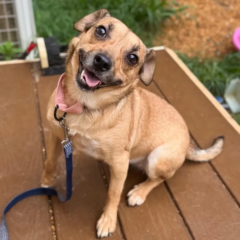 An adult small-sized female Yellow / Tan / Blond / Fawn Mixed Breed dog named Kamlin for adoption in Fredericksburg, VA