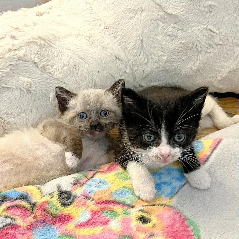 A baby small-sized male White Domestic Short Hair cat named Trevor for adoption in Pleasant Hill, CA