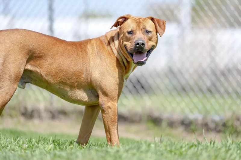 An adult large-sized male Mixed Breed dog named Creekie for adoption in Davenport, IA