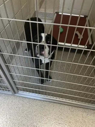 A young large-sized male Pit Bull Terrier dog named Donegal for adoption in Fishers, IN