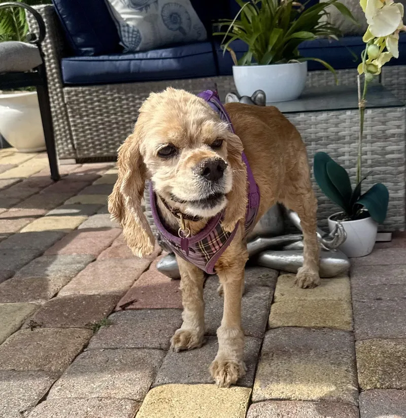 A senior medium-sized female Cocker Spaniel dog named Chanel for adoption in Cape Coral, FL
