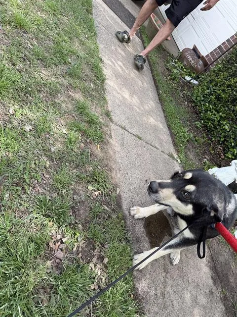 An adult large-sized male Mixed Breed dog named James for adoption in Dallas, TX