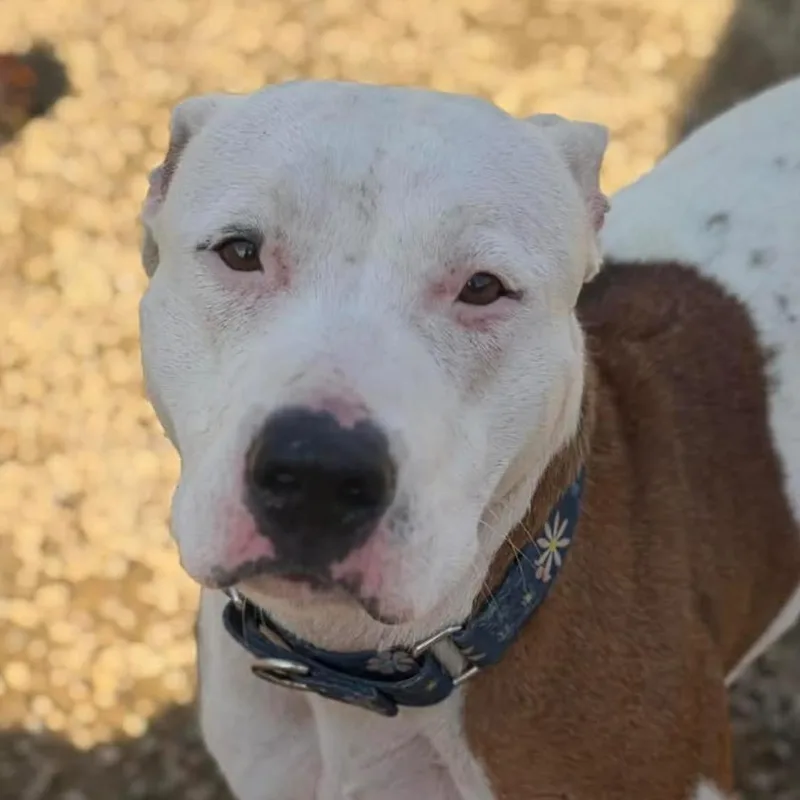 Muffin Bonded thumbnail 3