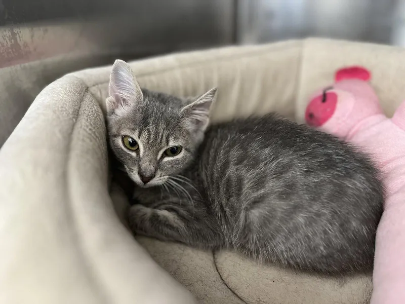 A young medium-sized female Gray / Blue / Silver Domestic Short Hair cat named Mocha for adoption in Hilton Head Island, SC