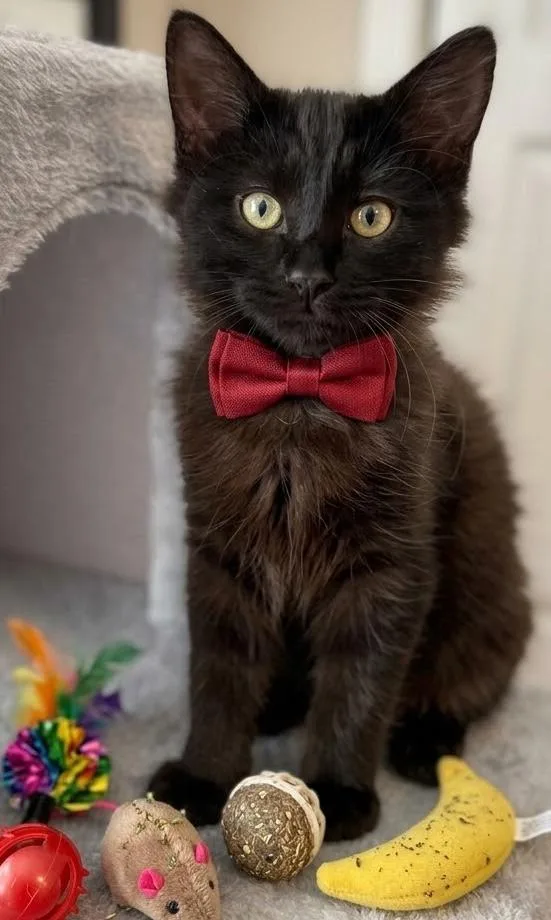 A baby medium-sized male Domestic Long Hair cat named MaxP for adoption in North Highlands, CA