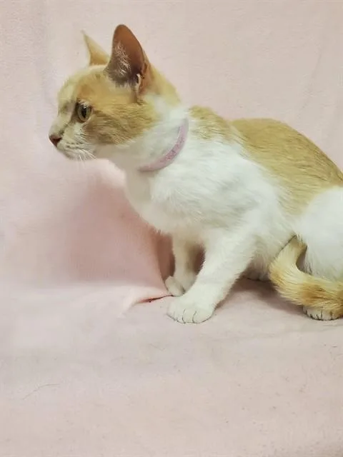 A young medium-sized female Domestic Short Hair cat named Mad Eye for adoption in Castaic, CA