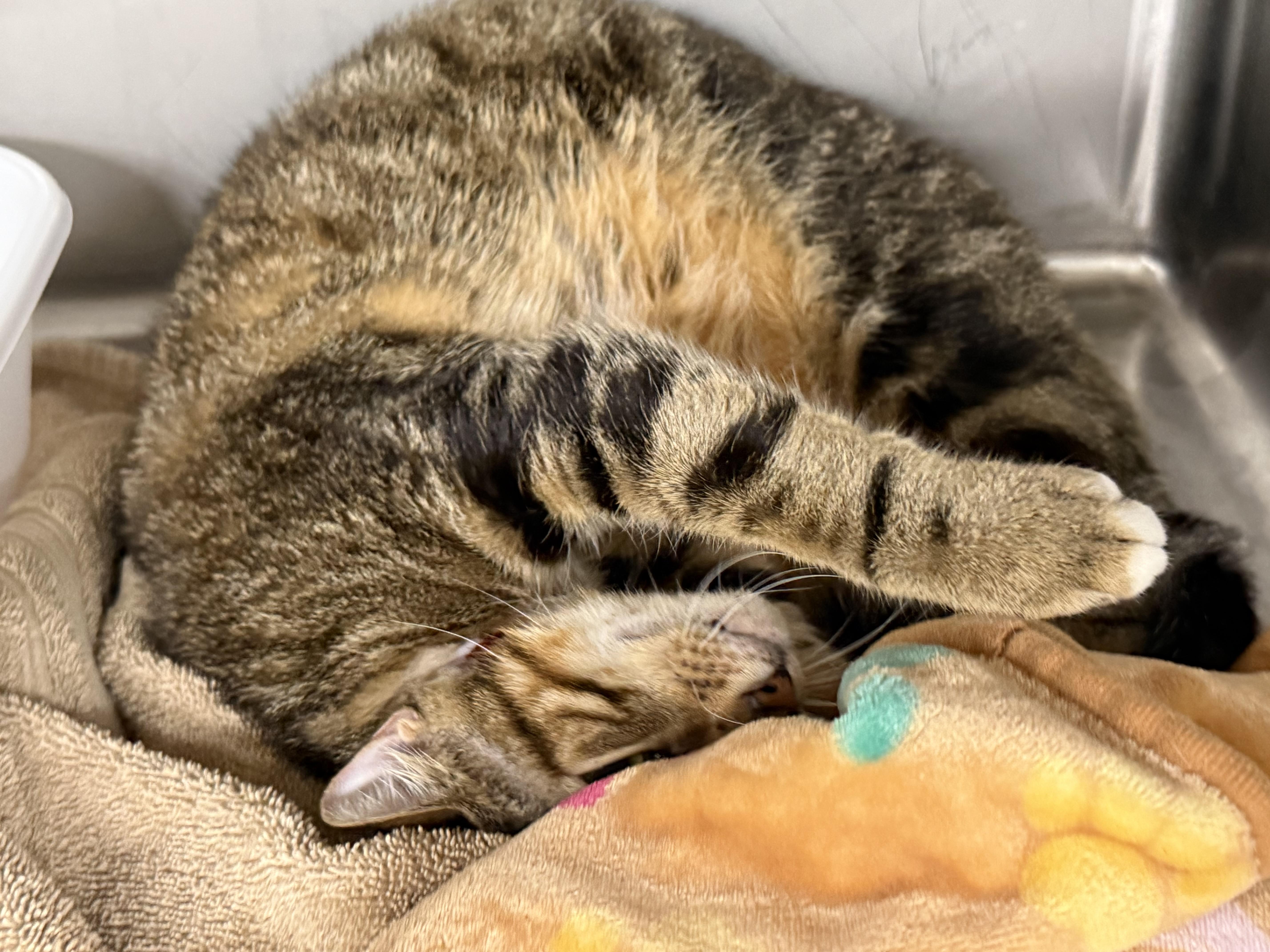 Pip Squeak thumbnail 2