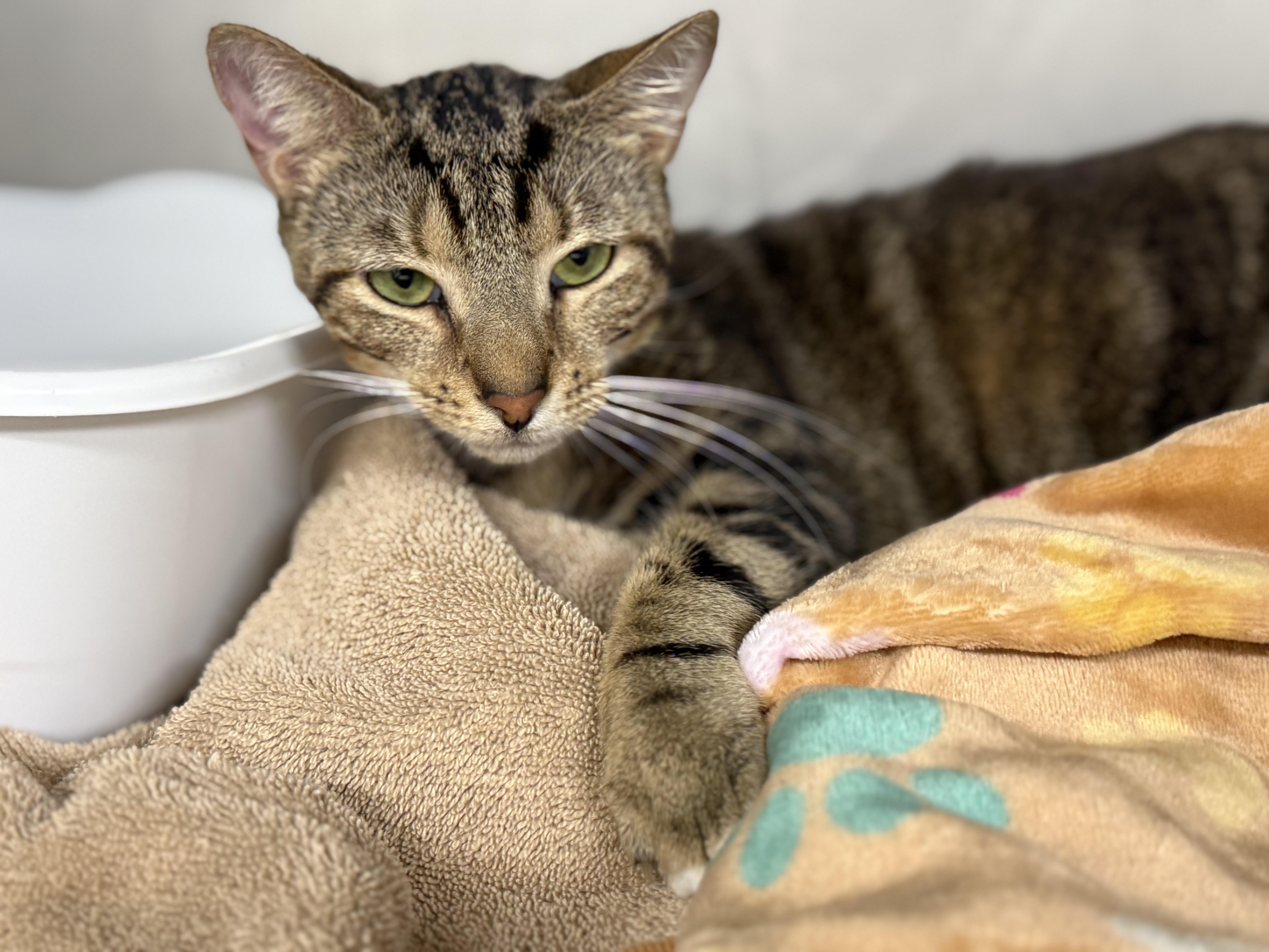 Pip Squeak thumbnail 3