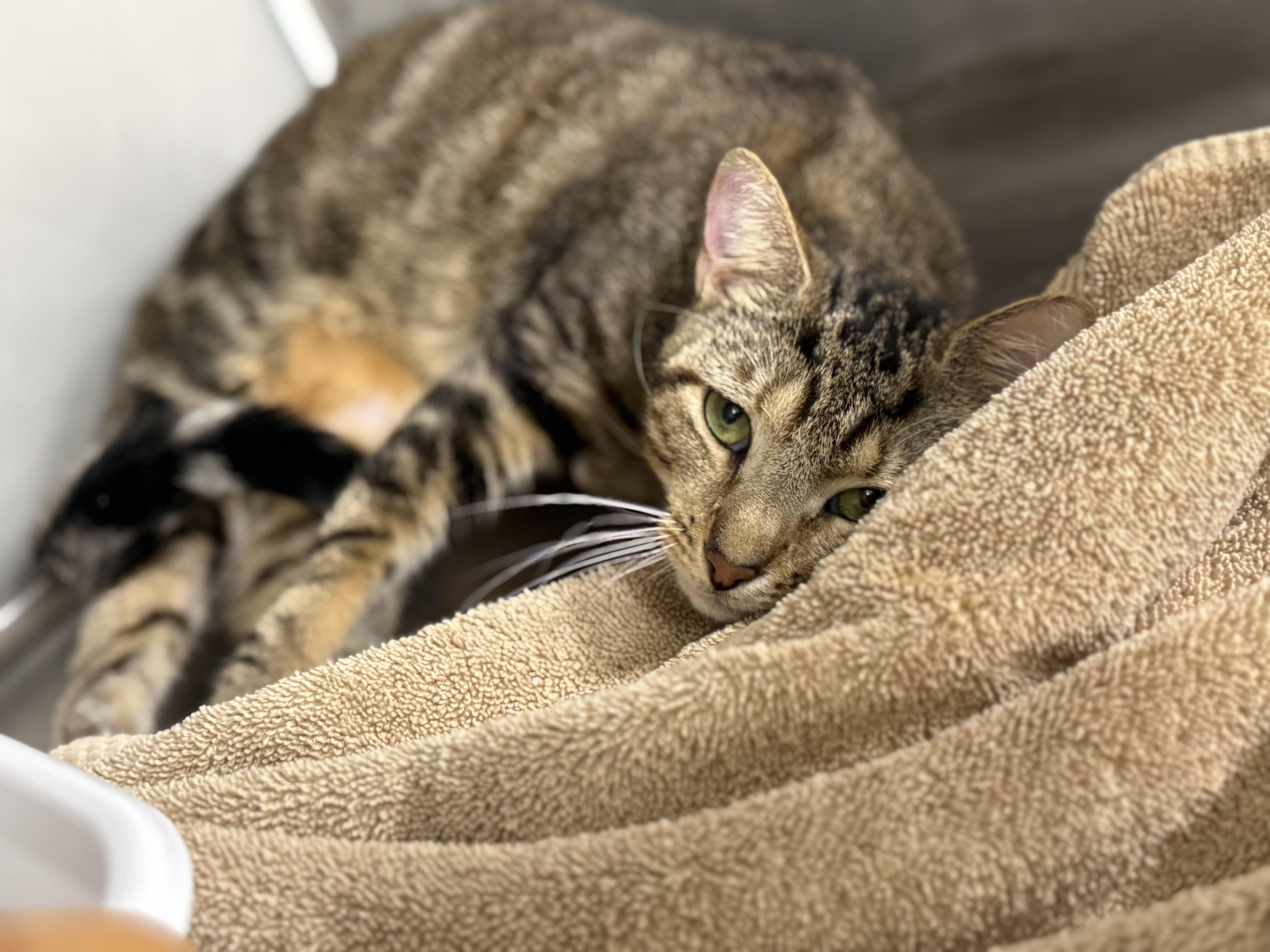 Pip Squeak thumbnail 4