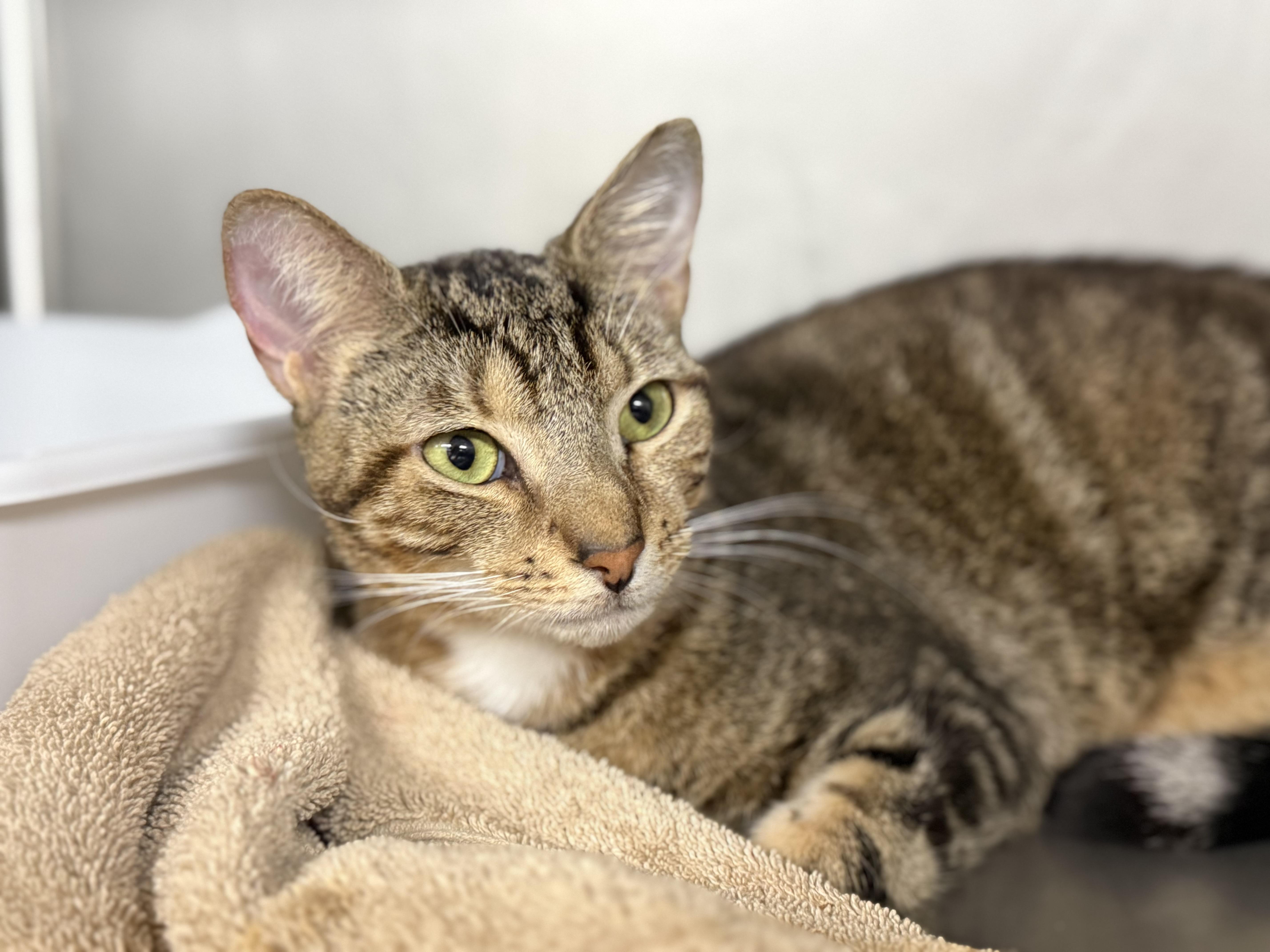 Pip Squeak thumbnail 5