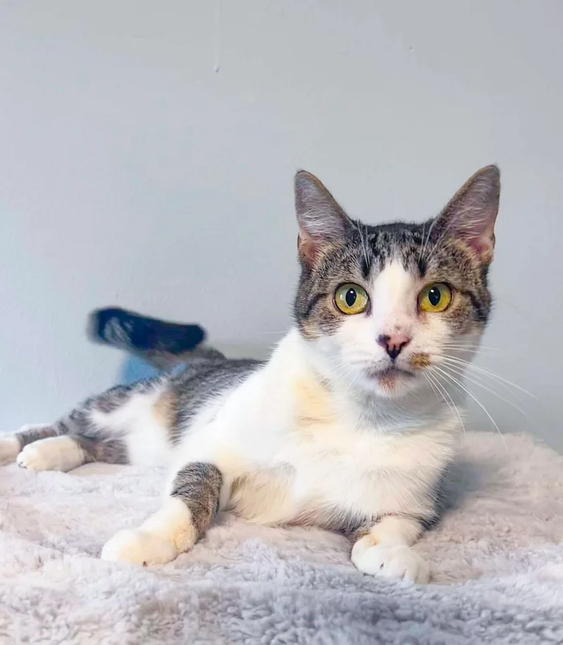 An adult medium-sized female Domestic Short Hair cat named Henrietta for adoption in Mullica Hill, NJ