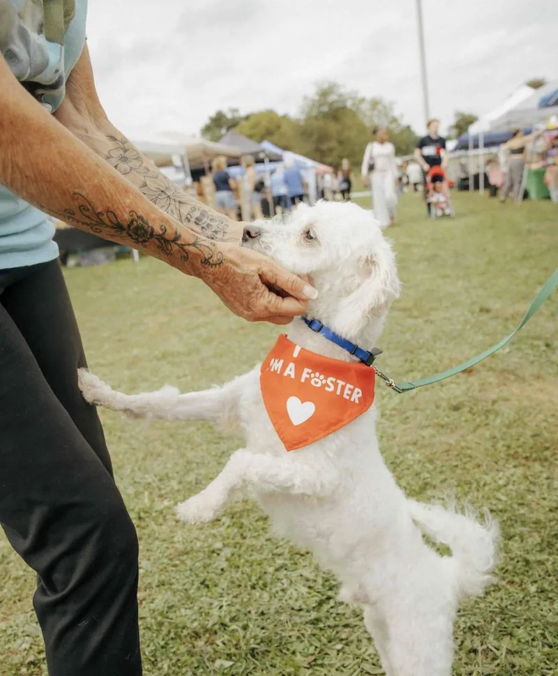 An adult small-sized male White / Cream Miniature Poodle dog named Yak for adoption in Mechanicsburg, PA