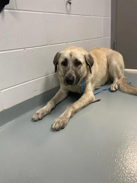 An adult large-sized male Anatolian Shepherd dog named Huckleberry for adoption in Saint Cloud, FL