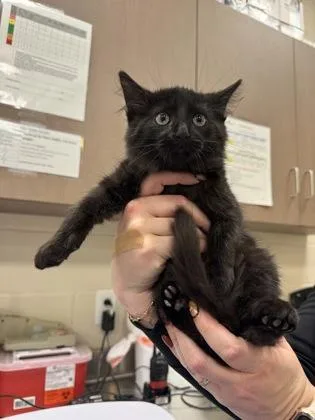 A baby small-sized male Domestic Short Hair cat named Russet for adoption in Fishers, IN