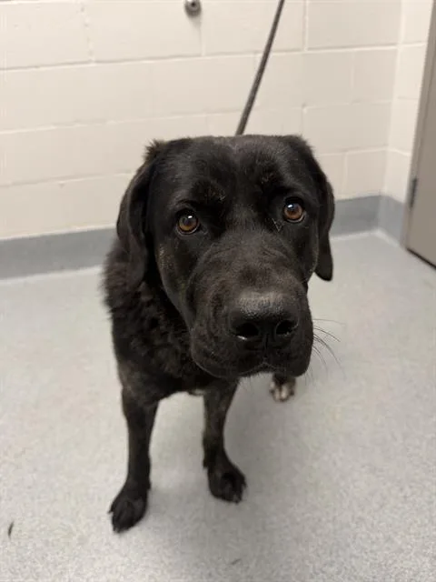 An adult large-sized female Labrador Retriever dog named Libby for adoption in Indianapolis, IN