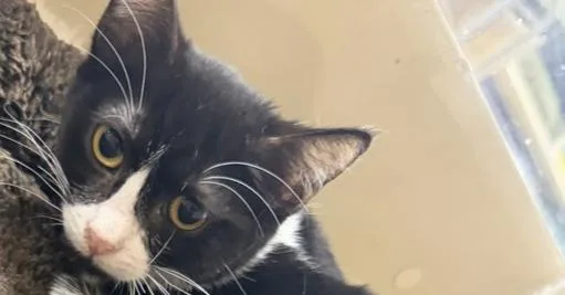 A baby small-sized female Black & White / Tuxedo Domestic Short Hair cat named Mars for adoption in Stockton, CA