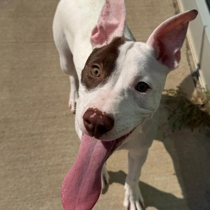 A baby medium-sized female Pit Bull Terrier dog named Miss Scarlet for adoption in Norman, OK