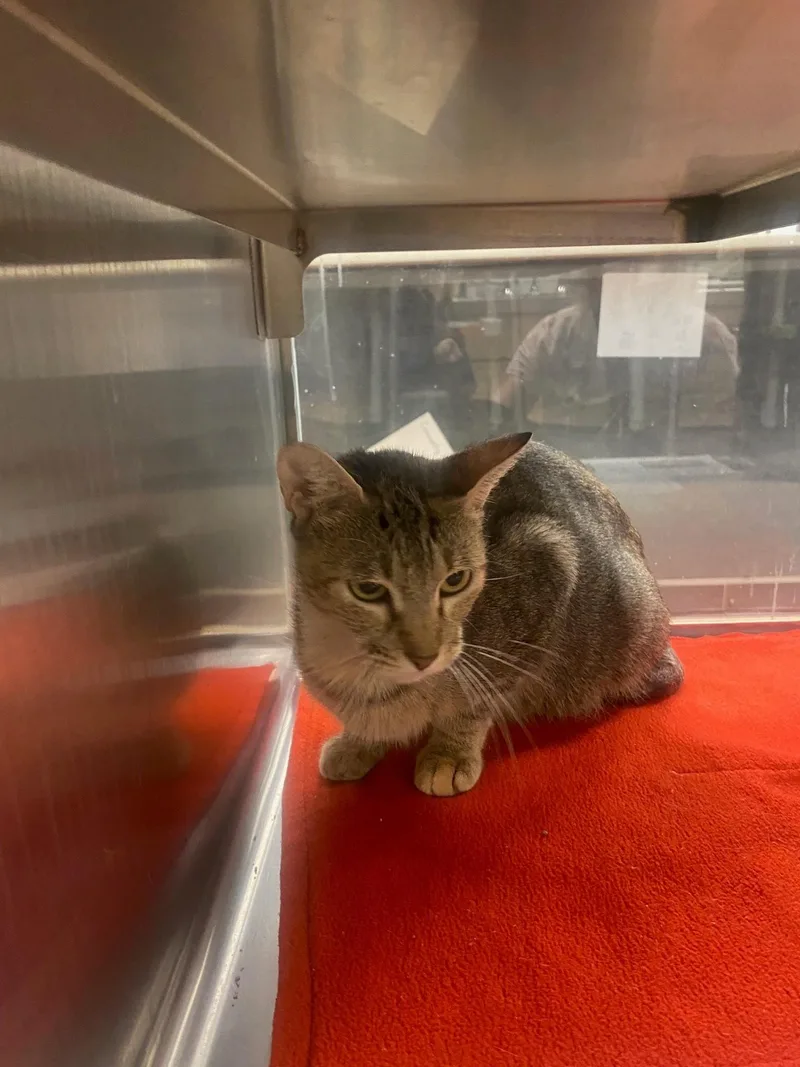 An adult medium-sized female Domestic Short Hair cat named Krissy A for adoption in Plano, TX