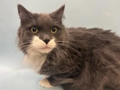 An adult small-sized male Domestic Medium Hair cat named Stormy for adoption in Woodbury, MN