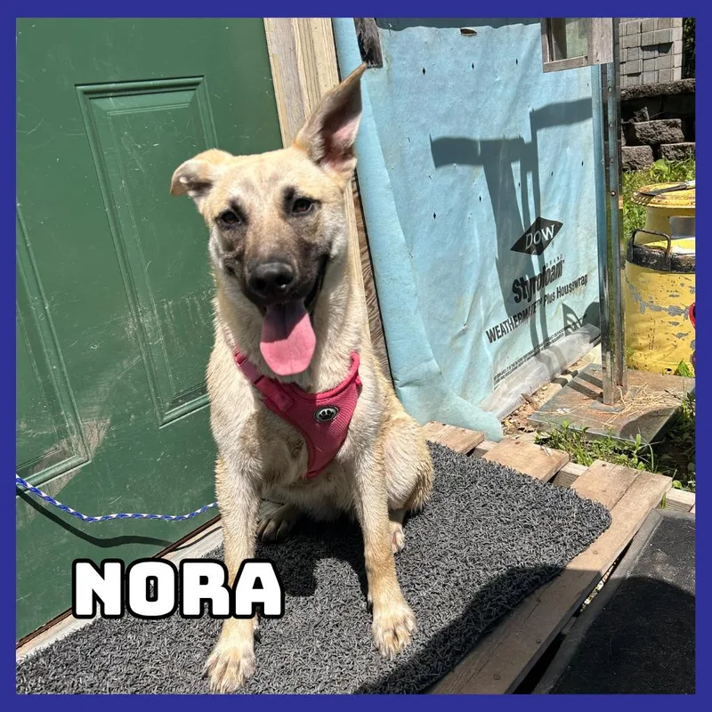Nora