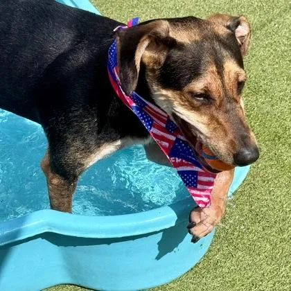 An adult small-sized male Hound dog named Bowdie for adoption in Largo, FL