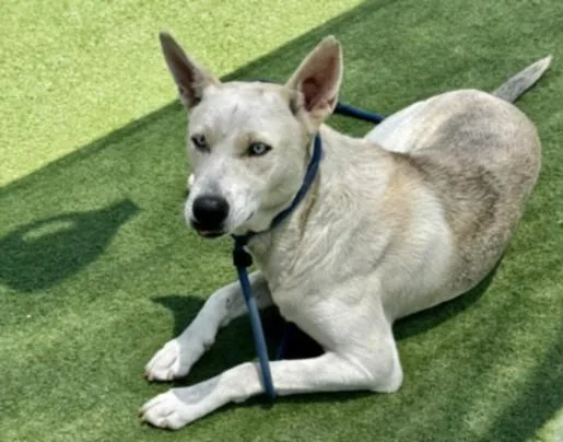 A young large-sized male Labrador Retriever dog named Odin for adoption in Los Angeles, CA