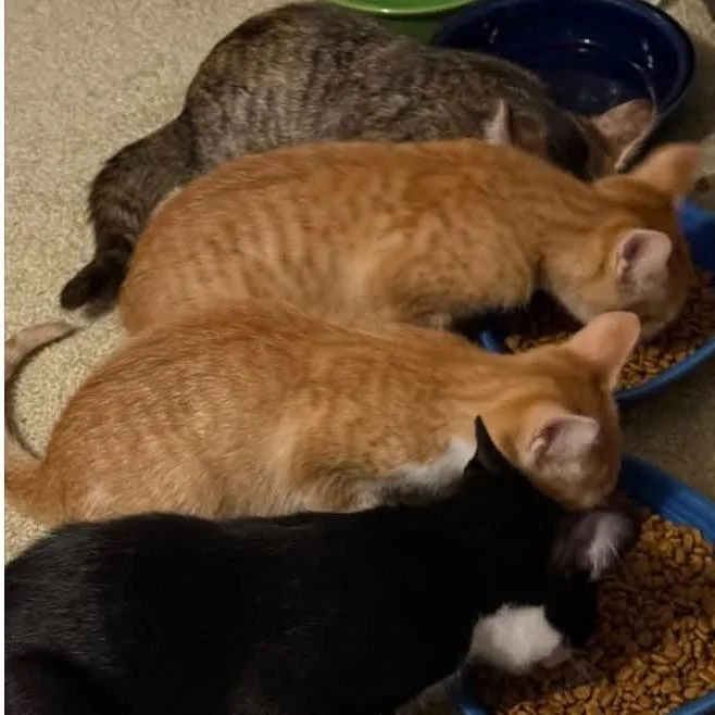 A baby small-sized female Domestic Short Hair cat named Loafi for adoption in Shinnston, WV