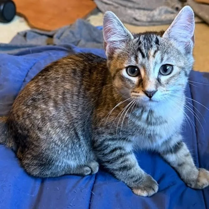 Loafi thumbnail 2