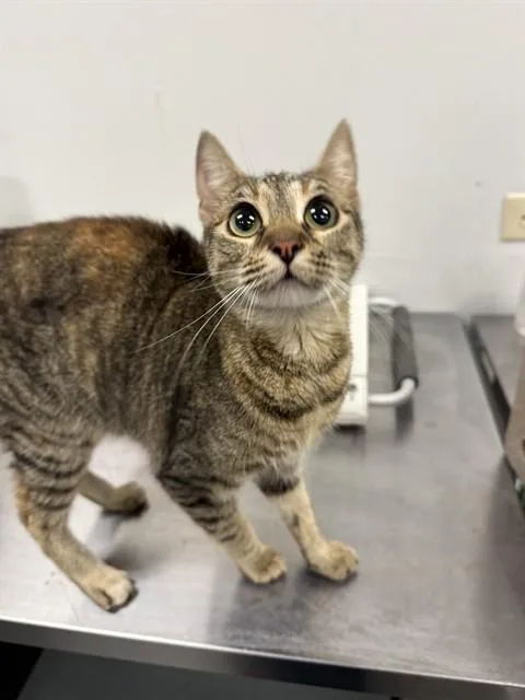 A young medium-sized female Domestic Short Hair cat named Jasmine for adoption in Corpus Christi, TX
