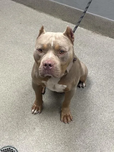 An adult large-sized male American Bulldog dog named Simba for adoption in Las Vegas, NV