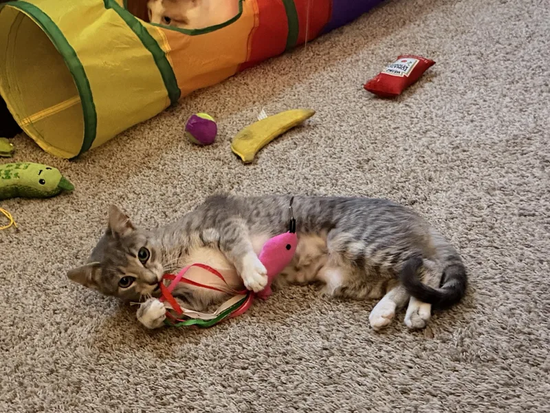 A baby medium-sized female Tabby (Gray / Blue / Silver) Domestic Short Hair cat named Lilac for adoption in Mokena, IL