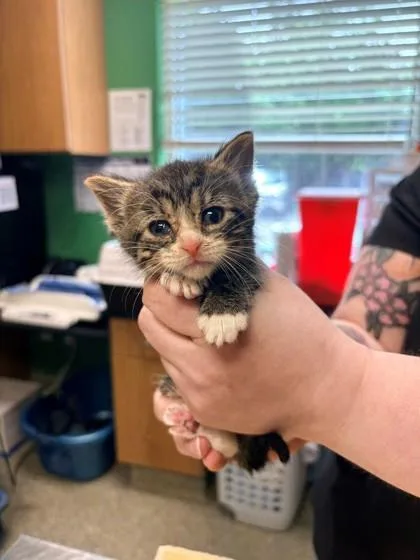 A young medium-sized male Domestic Short Hair cat named Havarti for adoption in Kansas City, MO