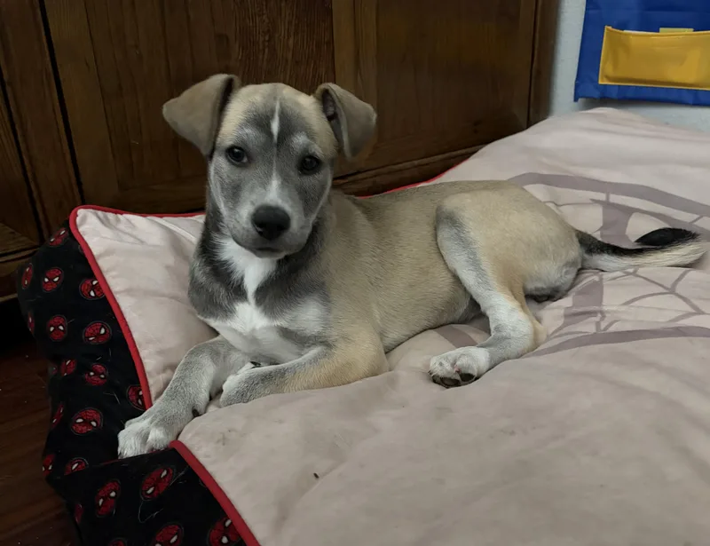 A baby medium-sized female Husky dog named Kit for adoption in Penryn, CA