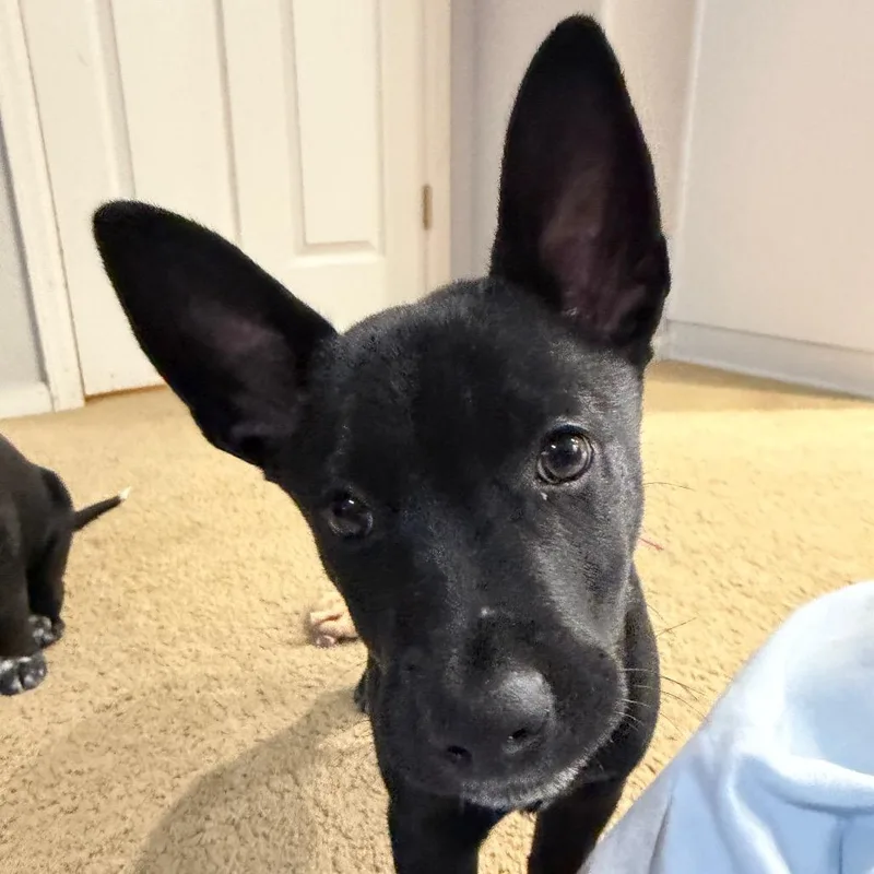 A baby small-sized male Australian Cattle Dog / Blue Heeler dog named Binx for adoption in Parker, CO