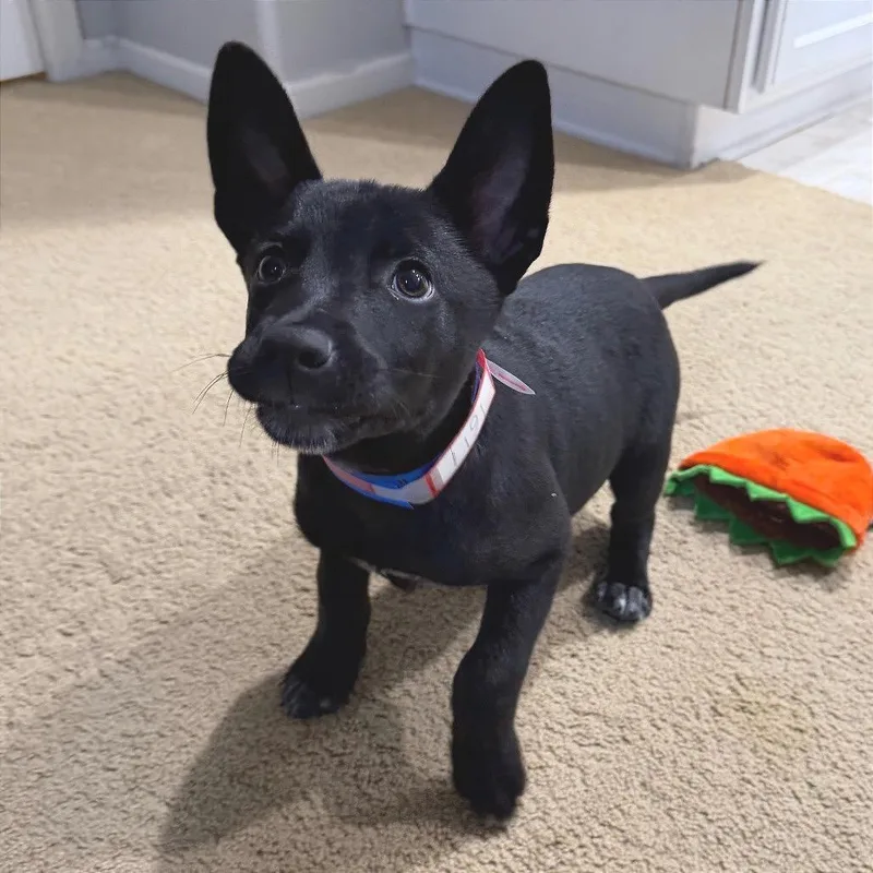 Binx thumbnail 2