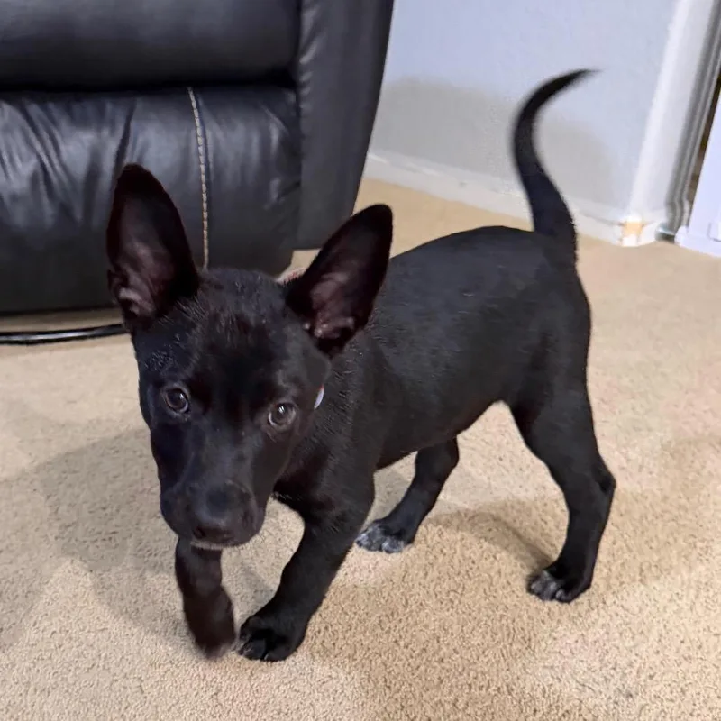Binx thumbnail 3