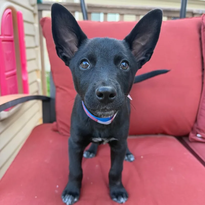 Binx thumbnail 5